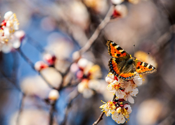 ПУСТЬ ЛЕТИТ МЕЛОДИЯ МОЯ