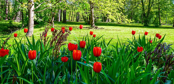 ВЕСЕННИЕ ПОЛЯНОЧКИ