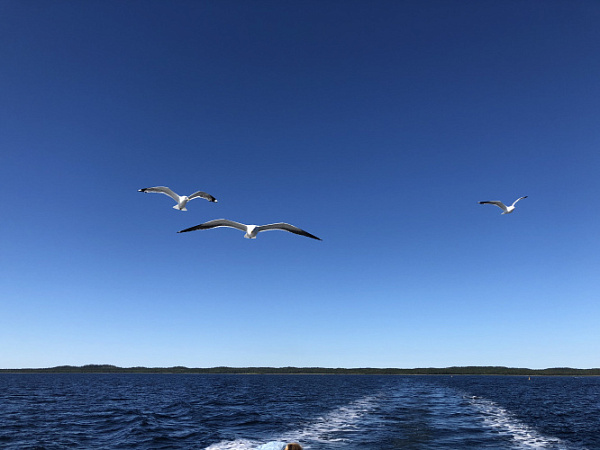 И ОПЯТЬ Я ВИЖУ БЕЛЫХ ЧАЕК НАД РЕКОЙ